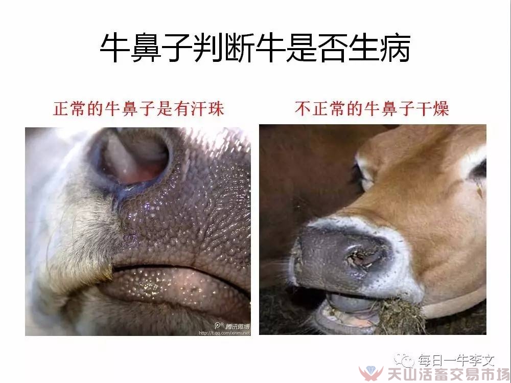 怎樣看出牛患病了？告訴你6個簡略易用的小竅門（養(yǎng)牛菜鳥進）（圖六）