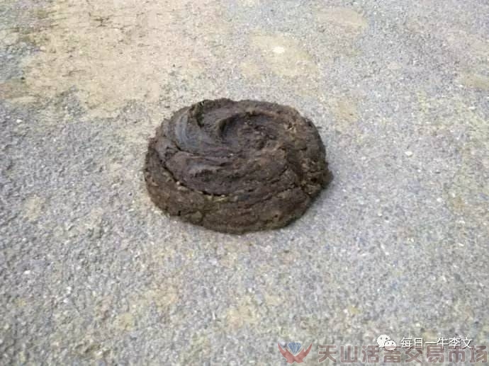 怎樣看出牛患病了？告訴你6個簡略易用的小竅門（養(yǎng)牛菜鳥進）（圖七）