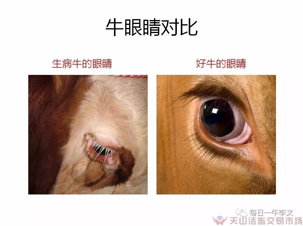 怎樣看出?；疾×?？告訴你6個簡略易用的小竅門（養(yǎng)牛菜鳥進）（圖四）